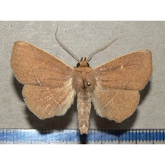 /filer/webapps/moths/media/images/G/geometroides_Ugia_A_Goffa_01.jpg
