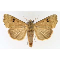/filer/webapps/moths/media/images/S/sabulifera_Anomis_AM_TMSA_01.jpg