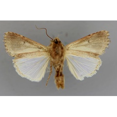 /filer/webapps/moths/media/images/T/triturata_Spodoptera_A_RMCA_02.jpg