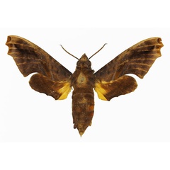 /filer/webapps/moths/media/images/B/benitensis_Pseudenyo_AF_Basquin.jpg