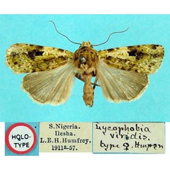 /filer/webapps/moths/media/images/V/viridis_Mentaxya_HT_BMNH.jpg