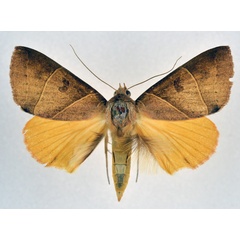 /filer/webapps/moths/media/images/A/arcifera_Thyas_A_NHMO.jpg
