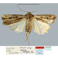 /filer/webapps/moths/media/images/B/bryi_Axylia_AT_MNHN.jpg