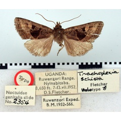 /filer/webapps/moths/media/images/S/schista_Tracheplexia_HT_BMNH.jpg