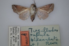 Targallodes biannulata