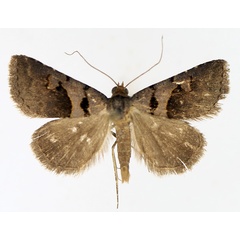 /filer/webapps/moths/media/images/M/microloba_Anoba_AM_TMSA_02.jpg