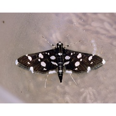 /filer/webapps/moths/media/images/I/inspersalis_Bocchoris_A_Roland_01.jpg