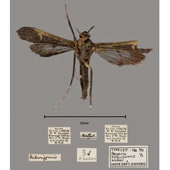 /filer/webapps/moths/media/images/H/hilariformis_Aegeria_PTF_OUMNH_02.jpg