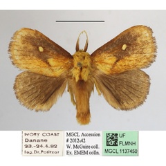 /filer/webapps/moths/media/images/R/rugosa_Cosuma_A_MGCLa_02.jpg