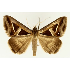 /filer/webapps/moths/media/images/H/hyppasia_Trigonodes_AM_TMSA_01.jpg