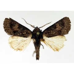 /filer/webapps/moths/media/images/N/nigrescens_Aedia_AM_Aulombard_02.jpg