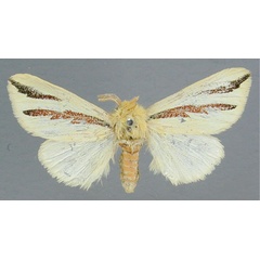 /filer/webapps/moths/media/images/E/elongata_Antheua_A_RMCA.jpg