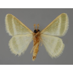 /filer/webapps/moths/media/images/P/politzari_Mixocera_PT_ZSM_02.jpg