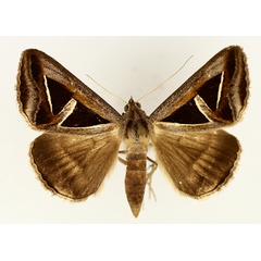 /filer/webapps/moths/media/images/H/hyppasia_Trigonodes_AF_TMSA_02.jpg