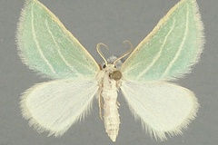 Acidaliastis curvilinea