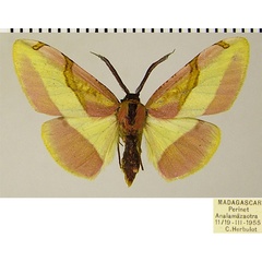 /filer/webapps/moths/media/images/E/euphrantica_Hylemera_AF_ZSMa.jpg