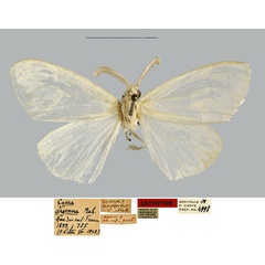 /filer/webapps/moths/media/images/A/argenna_Cypra_LT_MNHN.jpg