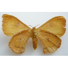 /filer/webapps/moths/media/images/A/ansorgei_Lasioptila_HT_NHMUKb.jpg