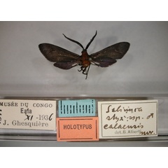 /filer/webapps/moths/media/images/E/ealaensis_Saliunca_HT_RMCA_01.jpg