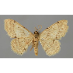 /filer/webapps/moths/media/images/A/agrammaria_Idaea_A_ZSM_01.jpg