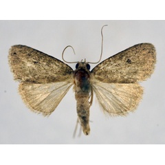 /filer/webapps/moths/media/images/T/typhla_Churia_A_NHMO_02.jpg