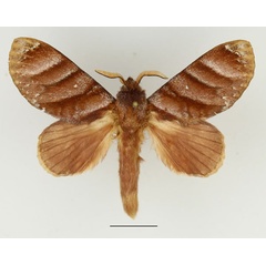 /filer/webapps/moths/media/images/P/porphyria_Cryptopacha_AM_Basquin_02.jpg