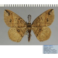 /filer/webapps/moths/media/images/S/strigata_Cabera_AM_ZSM_02.jpg