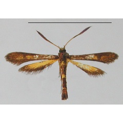 /filer/webapps/moths/media/images/A/ambrensis_Microsynanthedon_PT_MNHN_02.jpg