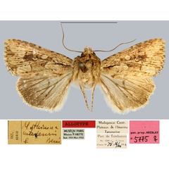 /filer/webapps/moths/media/images/M/madensis_Mythimna_AT_MNHN.jpg