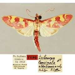 /filer/webapps/moths/media/images/A/aldabrensis_Ischnurges_HT_MNHN_YDBD2ls.jpg