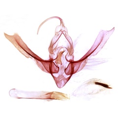 /filer/webapps/moths/media/images/M/mystica_Acrapex_GMHT_TMSA_3525.jpg