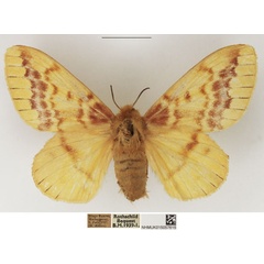 /filer/webapps/moths/media/images/S/stumpffii_Lechriolepis_AF_NHMUK_01.jpg