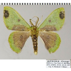 /filer/webapps/moths/media/images/T/taminata_Victoria_AM_ZSMa.jpg