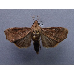 /filer/webapps/moths/media/images/S/sabulifera_Anomis_A_Baron.jpg
