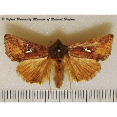 /filer/webapps/moths/media/images/A/angulum_Thysanoplusia_A_OUMNH_01.jpg