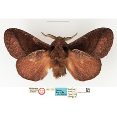 /filer/webapps/moths/media/images/P/pachyla_Nadiasa_HT_NHMUK.jpg