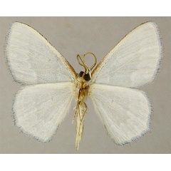 /filer/webapps/moths/media/images/P/praenuntia_Epigelasma_PTM_ZSMb.jpg