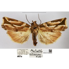 /filer/webapps/moths/media/images/C/commersoni_Maliattha_AM_NHMUK.jpg