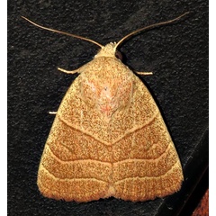/filer/webapps/moths/media/images/N/natalensis_Cosmia_A_Braun_04.jpg