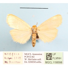 /filer/webapps/moths/media/images/A/angustipennis_Lophilema_A_MGCLa_01.JPG