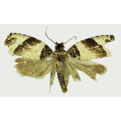 /filer/webapps/moths/media/images/A/apollo_Gnathodracon_HT_Karisch.jpg