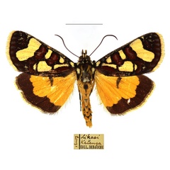 /filer/webapps/moths/media/images/B/barnsi_Mitrophrys_AM_RBINS.jpg