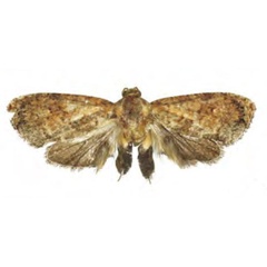 /filer/webapps/moths/media/images/D/dolia_Cryptophlebia_HT_RMCA.jpg