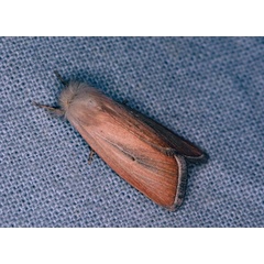 /filer/webapps/moths/media/images/A/albivena_Sesamia_A_Roland_01.jpg