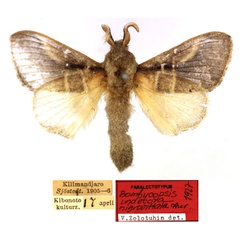 /filer/webapps/moths/media/images/N/nigrovittata_Bombycopsis_PLTM_SNHM_01.jpg