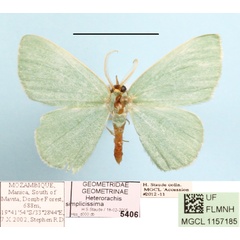 /filer/webapps/moths/media/images/S/simplicissima_Heterorachis_A_MGCLa_01.JPG