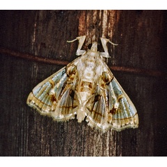 /filer/webapps/moths/media/images/V/vagans_Syllepte_A_Roland_01.jpg