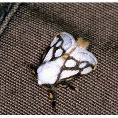 /filer/webapps/moths/media/images/I/invitabilis_Parapluda_A_Roland_01.jpg