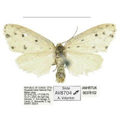 /filer/webapps/moths/media/images/M/makao_Siccia_HT_ANHRT.jpg
