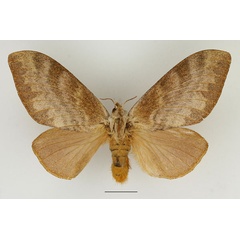 /filer/webapps/moths/media/images/C/crestalina_Pachytrina_AF_Basquin_02.jpg